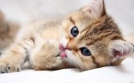 Funny And Cute Cats 17 Cool Wallpaper