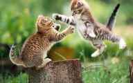 Funny And Cute Cats 20 Widescreen Wallpaper