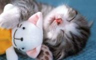 Funny And Cute Cats 22 Cool Wallpaper