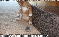 Funny And Cute Cats 23 High Resolution Wallpaper