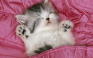 Funny And Cute Cats 25 Wide Wallpaper