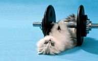 Funny And Cute Cats 3 Hd Wallpaper