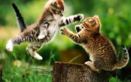 Funny And Cute Cats 6 Widescreen Wallpaper