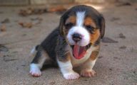 Funny And Cute Dog Pictures 15 Widescreen Wallpaper