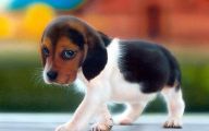 Funny And Cute Dog Pictures 19 Background Wallpaper