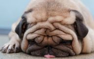 Funny And Cute Dog Pictures 23 Hd Wallpaper