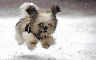 Funny And Cute Dog Pictures 31 Hd Wallpaper