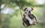 Funny And Cute Dog Pictures 33 Background Wallpaper