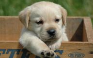 Funny And Cute Dog Pictures 35 Widescreen Wallpaper