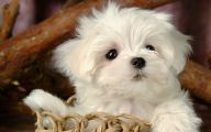 Funny And Cute Dog Pictures 38 High Resolution Wallpaper