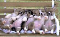 Funny And Cute Dog Pictures 4 Desktop Background