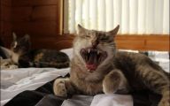 Funny Angry Cats 12 Wide Wallpaper