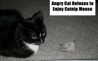 Funny Angry Cats 15 Cool Hd Wallpaper
