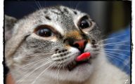 Funny Angry Cats 19 Free Wallpaper