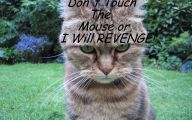 Funny Angry Cats 20 Free Wallpaper