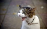 Funny Angry Cats 24 Free Hd Wallpaper