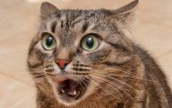 Funny Angry Cats 25 Hd Wallpaper