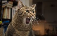 Funny Angry Cats 34 Desktop Wallpaper