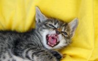 Funny Angry Cats 37 Widescreen Wallpaper