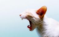 Funny Angry Cats 44 Hd Wallpaper