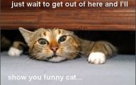 Funny Angry Cats 48 Free Hd Wallpaper