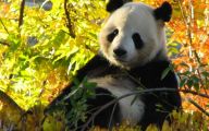 Funny Animals At The Zoo 14 Widescreen Wallpaper