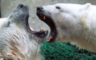 Funny Animals At The Zoo 28 Free Hd Wallpaper