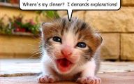 Funny Animals Pictures 2 Wide Wallpaper