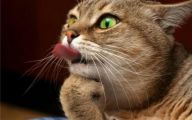 Funny Animals Pictures 33 Cool Hd Wallpaper