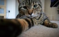 Funny Cat Selfies 1 Desktop Background