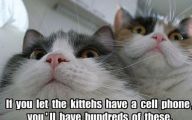 Funny Cat Selfies 13 Background Wallpaper