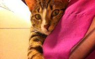 Funny Cat Selfies 29 Widescreen Wallpaper