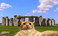 Funny Cat Selfies 8 Cool Wallpaper