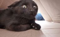 Funny Cats Being Scared 1 Wide Wallpaper