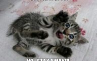 Funny Cats Being Scared 22 Free Hd Wallpaper