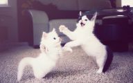 Funny Cats Dancing 11 Free Wallpaper