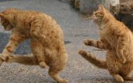 Funny Cats Dancing 18 Background