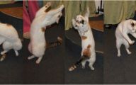 Funny Cats Dancing 9 Desktop Wallpaper