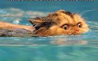 Funny Cats In Water  15 Desktop Background