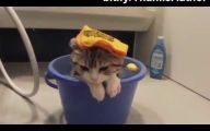 Funny Cats In Water  3 Free Wallpaper