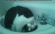 Funny Cats In Water  9 Free Hd Wallpaper