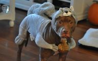 Funny Costume For Dogs 1 Cool Hd Wallpaper