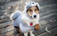 Funny Costume For Dogs 13 Background Wallpaper