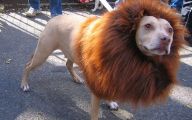 Funny Costume For Dogs 16 Cool Hd Wallpaper