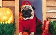 Funny Costume For Dogs 17 Cool Wallpaper