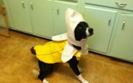 Funny Costume For Dogs 21 Free Wallpaper