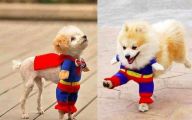 Funny Costume For Dogs 22 Widescreen Wallpaper