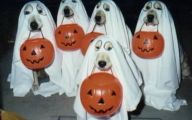 Funny Costume For Dogs 27 Cool Wallpaper