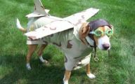 Funny Costume For Dogs 3 Free Wallpaper