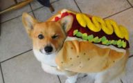 Funny Costume For Dogs 32 Desktop Wallpaper